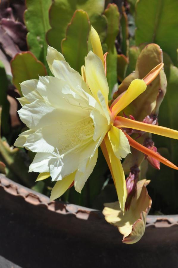 Las Orquideas Ollantaytambo Ngoại thất bức ảnh