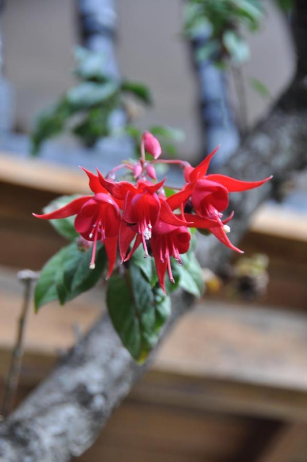 Las Orquideas Ollantaytambo Ngoại thất bức ảnh