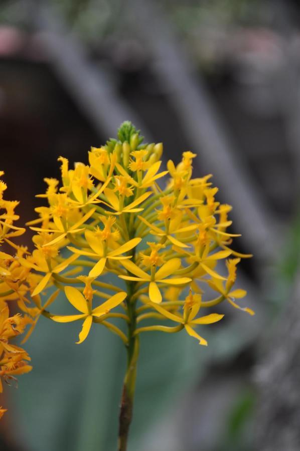 Las Orquideas Ollantaytambo Ngoại thất bức ảnh